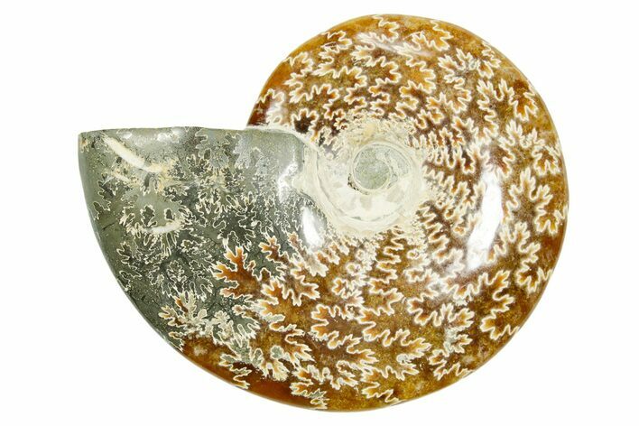 Polished Ammonite (Cleoniceras) Fossil - Madagascar #365074